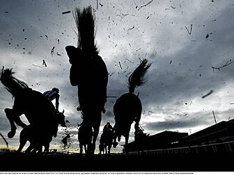 HRI to bulk up horseracing ant...